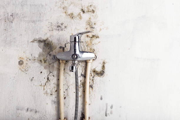 Best Residential Mold Removal  in Livingston, LA