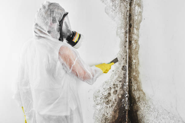 Best Emergency Mold Removal  in Livingston, LA