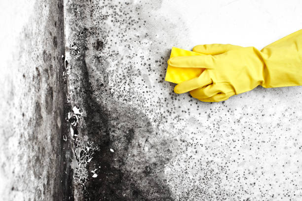 Home Mold Removal in Livingston, LA