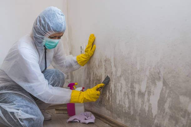 Best Attic Mold Removal  in Livingston, LA