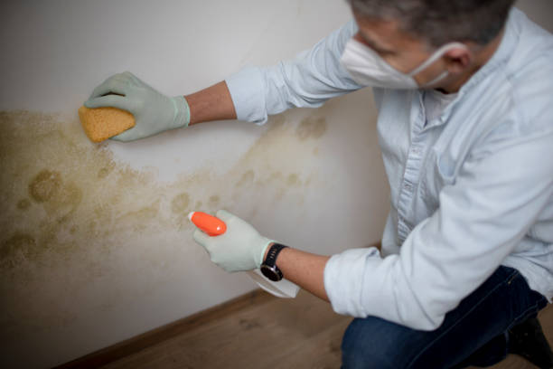 Best Mold Damage Repair  in Livingston, LA