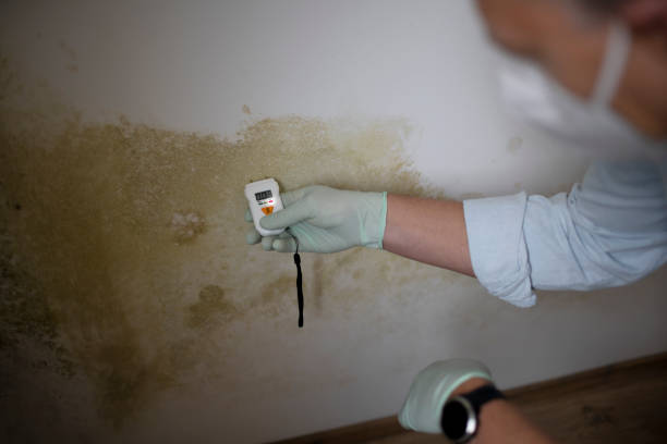 Best Home Mold Removal  in Livingston, LA