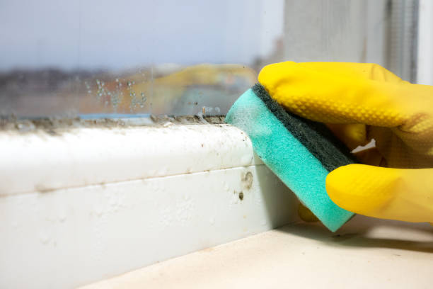 Best Office Mold Removal Services  in Livingston, LA