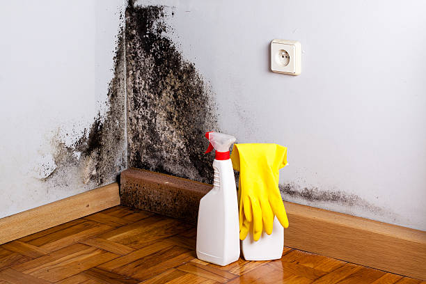 Professional Mold Removal in Livingston, LA