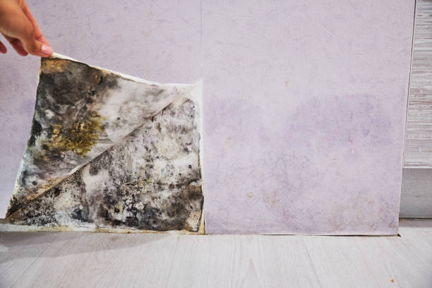 Best Crawl Space Mold Removal  in Livingston, LA